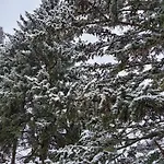 Queens царица شومن