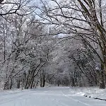 Queens царица