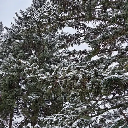 Queens царица Shumen