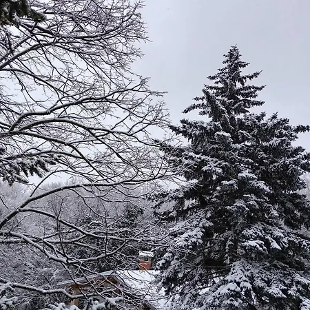 Queens царица Shumen